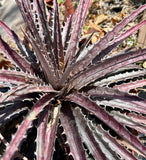 Dyckia goehringii 'Red' X 'Tarzana' Hybrid | Terrestrial Bromeliad | Large 1 gal