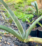 Sansevieria ehrenbergii Blue Banana | Specimen Breeder Plant 1