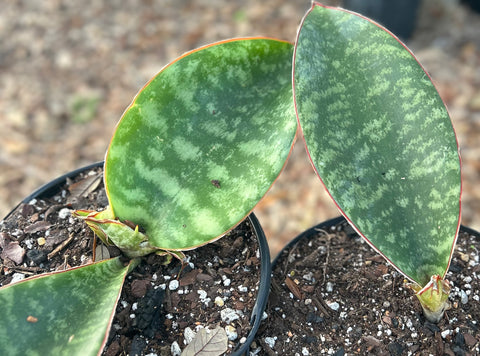 Sansevieria sp East of Mt Mbeya (Mbaya)