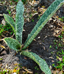 Sansevieria scimitarformis Blue Form | Stock Breeder Specimen