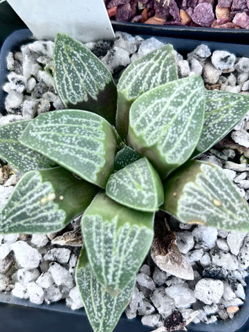 Haworthia hybrid No Tag | Plant F