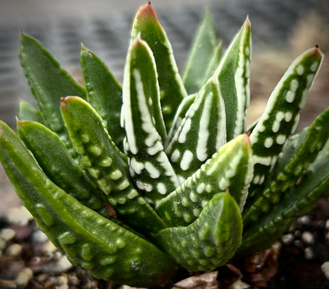 Haworthia (Tulista) pumila cv Angel Tears 4" Pot