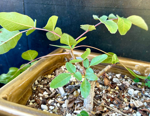 Caesalpinia pumila | Rare Pachycaul Tree | Specimen 2