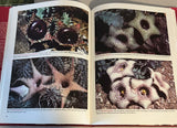 Stapeliads by John Pilbeam | Hardback RARE Book