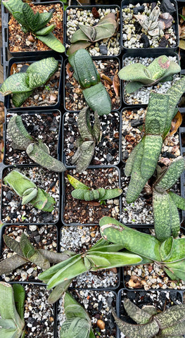 Hurricane Challenged Gasteria Collections - Set of FIVE Plants!