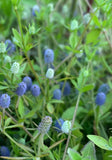 Baldwin’s Eryngo | Eryngium baldwinii | Florida Native Ground Cover