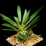 Pachypodium horombense Caudex Forming | Bonsai Branching Plants