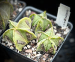 Astrophytum myriostigma SCRATCH N DENT Bishops Cap Cactus | Pot 1