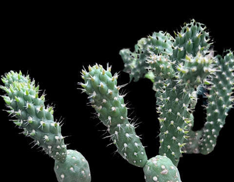 Cylindropuntia fulgida var mamillata | Boxing Glove Cactus | Opuntia Cholla