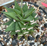 Haworthia limifolia Variegated | Stock Production Plant