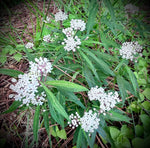 Asclepias perennis Butterfly Milkweed  Florida Native Wetland- Swamp Milkweed