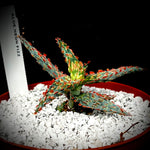 Aloe hybrid 'Neon Fizz' 4" pots rare aloe hybrid
