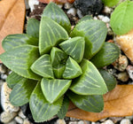 Haworthia magnifica 3"