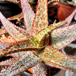 Aloe Tim Harvey Rare Aloe Hybrid - Large Rosette Specimen Size