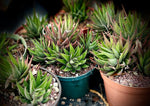 Haworthia attenuata | Large Clumps 6” Pots