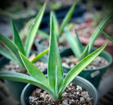 Agave weberi | Blue Agave | 6” Pots