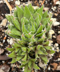 Haworthia decipiens