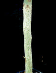 Commiphora sp nova ex Miniatree 6"/1 gallon Rare New Myrrh Tree