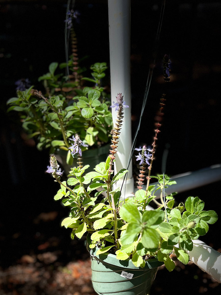 Plectranthus socotranum Coleus Spur Flower Ground Cover Socotra Mint ...