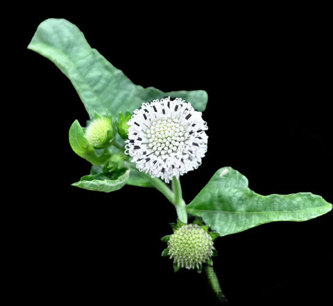 Melanthera nivea | Salt and Pepper Flower Square Salt Stem | Florida Native Pollinator Plant