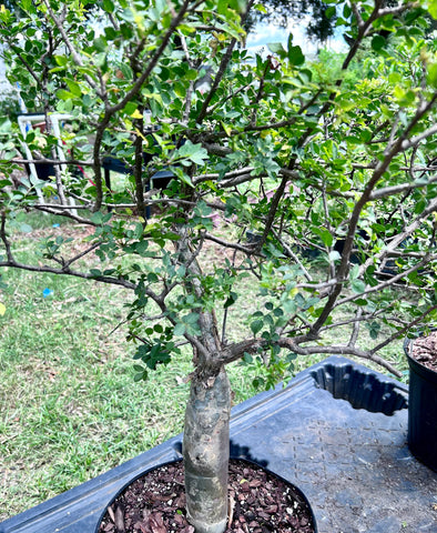 Bursera fagaroides Blue Form Specimen A