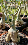 Adenium obesum Bonsai Specimen 2 Big Pink Flowers 16" bowls