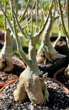 Adenium obesum Bonsai Specimen 2 Big Pink Flowers 16" bowls