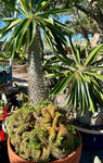 Pachypodium lamerei Crested Madagascar Palm