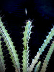 Euphorbia greenwayi   BLUE succulent Two Sizes Available