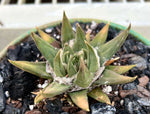 Ariocarpus Retusus Seed Grown Specimen