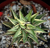 Haworthia limifolia Variegated Specimens | Stock Production Plants