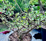 Bursera fagaroides Blue Form Specimen B