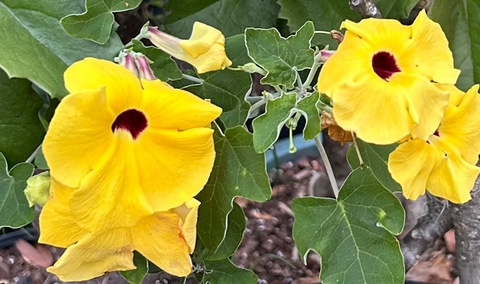 Uncarina peltata Hybrid | Specimen 1 | 5 Gallon Mousetrap Tree