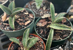 Sansevieria hallii Set of 3 Juvenile Plants | Bat Sansevieria Snake Plant