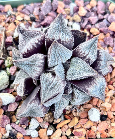 Haworthia hybrid No Tag | Plant A