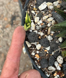 Haworthia limifolia Variegated | Stock Production Plant