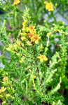 Hypericum tenuifolium | Atlantic St. John's-wort | Native Florida Wildflower