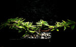 Euphorbia croizatii x tuberifera Regular Form