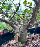 Bursera fagaroides Blue Form Specimen B