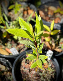 Red Bay Tree Persea borbonia Florida Native Tree