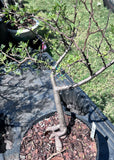 Bursera microphylla C