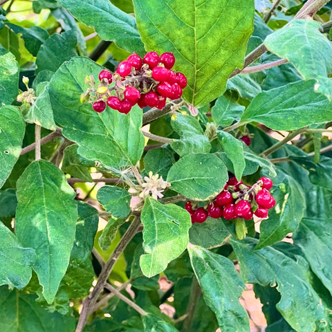 Rivina humilis | Rouge Plant | Florida Native Shrub For Shade | White Flowers, Red Berries