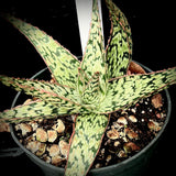 Aloe hybrid 'Cream Soda' 4" and 6", Rare aloe hybrid