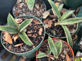 Sansevieria hallii Set of 3 Juvenile Plants | Bat Sansevieria Snake Plant