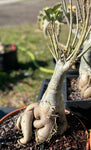 Adenium obesum Bonsai Specimens Big Pink Flowers 16" bowls