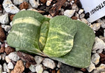 Gasteria armstrongii  You Pick Specimens Japanese Hybrid Variegated Ox Tongue Succulent