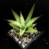 Sansevieria Hybrid Indo Pagoda 2 Sizes Available