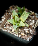 Haworthia retusa ex Riversdale Townsend | Exact Plant 5” pot