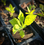 Frostweed ~ Indian Tobacco | Verbesina virginica | Florida & USA Native Wildflower