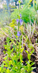 Scutelleria integrifolia | Rough Skullcap, Helmet Skullcap | Florida Native Wildflower